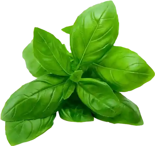 Basil Leaves